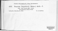 Puccinia impatientis image